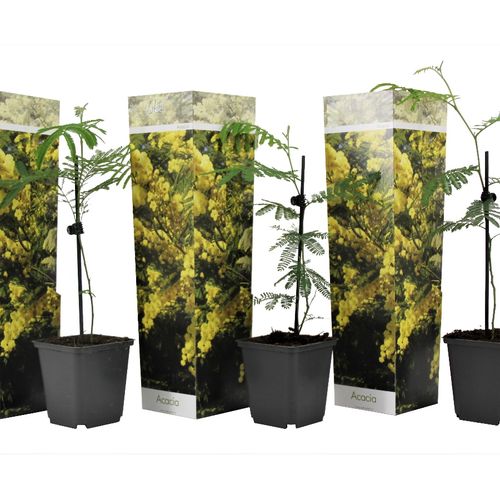 Set van 3 Acacia Mimosa-planten
