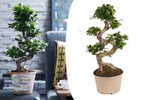 Japanischer XL Bonsai-Baum (60 - 80 cm)