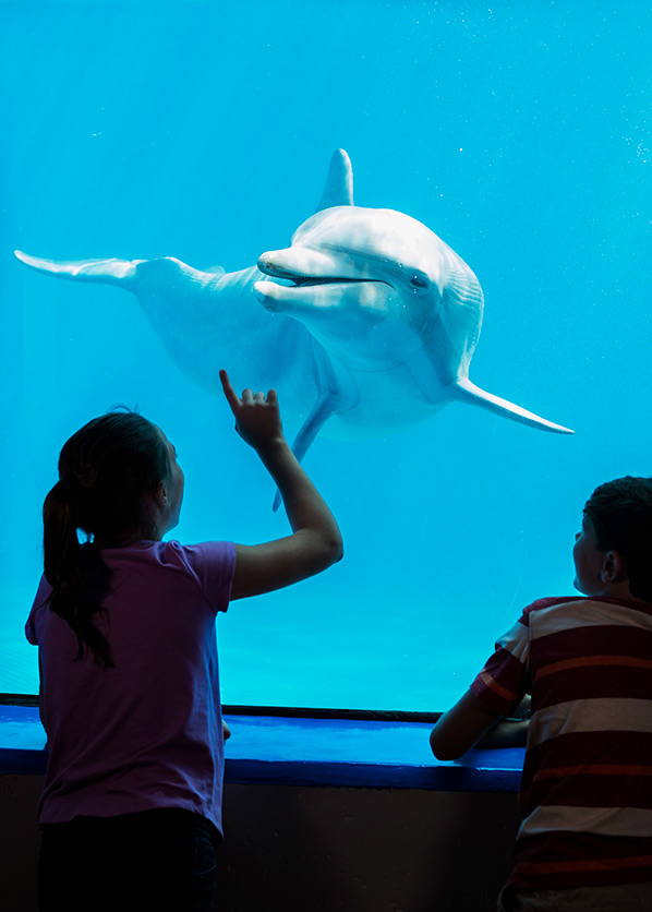 meisje dat naar een dolfijn wijst in Dolfinarium