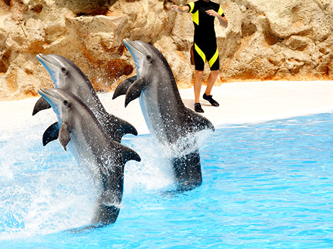 dolfijnenshow in Dolfinarium