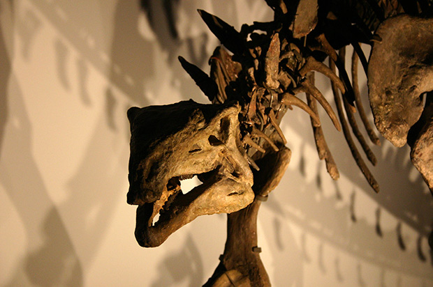T-rex in Naturalis Museum