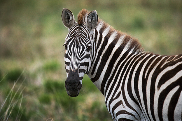 zebra's spotten tijdens een dagje Safaripark Beekse Bergen